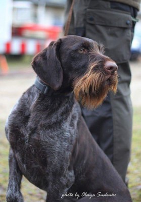 Дратхаар Sapo II v.d. Dachswiese